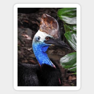 Southern Cassowary Sticker